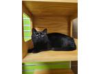 Liberace, Domestic Shorthair For Adoption In Wausau, Wisconsin