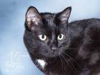 Pebbles, Domestic Shorthair For Adoption In Wausau, Wisconsin