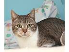 Puma Thurman, Domestic Shorthair For Adoption In Forked River, New Jersey