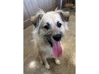 Foxie, Terrier (unknown Type, Medium) For Adoption In Thousand Oaks, California