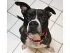 Spanky, American Staffordshire Terrier For Adoption In Forked River, New Jersey