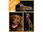 Joker, Labrador Retriever For Adoption In Ringwood, New Jersey