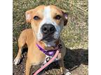 Stella, American Pit Bull Terrier For Adoption In Des Moines, Iowa