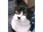 Gurney, Domestic Shorthair For Adoption In Encinitas, California