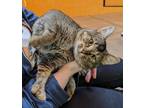 Simba, Domestic Shorthair For Adoption In Lewiston, Maine