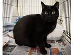 Knight (fcid# 04/10/2024 - 71 Trainer), Domestic Shorthair For Adoption In