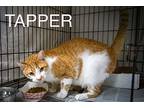 Tapper (fcid# 04/10/2024 - 92 Trainer), Domestic Mediumhair For Adoption In