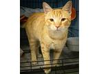 Simba (fcid# 04/10/2024 - 12 Trainer), Domestic Shorthair For Adoption In