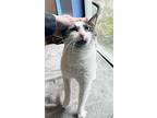 Gracie (fcid# 10/05/2015 - 39 Trainer) C, Domestic Shorthair For Adoption In