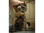 Tasha (fcid# 04/10/2024 - 31 Trainer), Domestic Shorthair For Adoption In