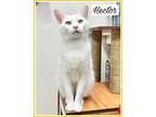 Hector Willow Grove Petsmart (fcid# 03/19/2024-54), Domestic Shorthair For