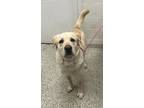 Saylor, Labrador Retriever For Adoption In Kansas City, Missouri