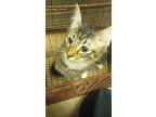 Biscuit-blunder, Domestic Shorthair For Adoption In Carrollton, Texas