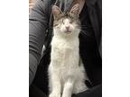 Odin - No Eyes, No Problem!, Domestic Shorthair For Adoption In Lincoln