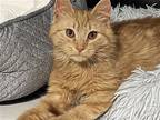 Georgie, Domestic Longhair For Adoption In Phillipsburg, New Jersey