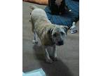Ginny Rose, Wheaten Terrier For Adoption In Lincoln, Nebraska