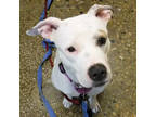 Ziba, American Pit Bull Terrier For Adoption In Slinger, Wisconsin