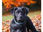 Henry, Labrador Retriever For Adoption In Lincoln, Nebraska