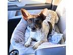 Dice, Jack Russell Terrier For Adoption In Saugus, Massachusetts