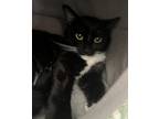 Trixie, Domestic Shorthair For Adoption In Salem, New Hampshire
