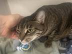 Storm, Domestic Shorthair For Adoption In Salem, New Hampshire