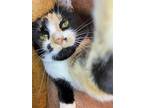 Sombra, Calico For Adoption In Cary, North Carolina