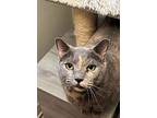 Nova, Domestic Shorthair For Adoption In Cary, North Carolina