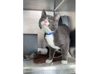 Chase, Domestic Shorthair For Adoption In Chicago, Illinois