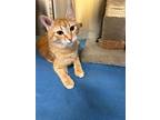 Ember, Domestic Shorthair For Adoption In Campbell River, British Columbia