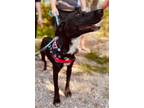 Iris (lucy), Labrador Retriever For Adoption In San Marcos, Texas