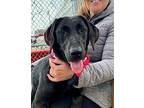 Layla, Labrador Retriever For Adoption In New York, New York