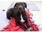 Mirabel, American Pit Bull Terrier For Adoption In Chicago, Illinois