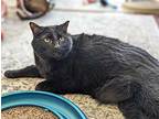 Hades, Domestic Shorthair For Adoption In Kalamazoo, Michigan