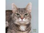 Lady Lily, Domestic Shorthair For Adoption In Hot Springs Village, Arkansas