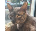 Bruce, Domestic Shorthair For Adoption In San Francisco, California