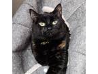 Tootsie, Domestic Shorthair For Adoption In Marshfield, Wisconsin