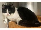 Domino, Domestic Longhair For Adoption In Hot Springs Village, Arkansas