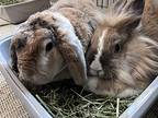 Minka And Murray, Lionhead For Adoption In Houston, Texas