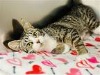 Bashful, Domestic Shorthair For Adoption In Jackson, New Jersey