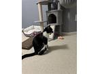 Magpie, Domestic Shorthair For Adoption In Montgomery, Texas