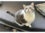 Charlie, Domestic Shorthair For Adoption In Land O Lakes, Florida