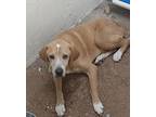 Golden, Labrador Retriever For Adoption In Tool, Texas