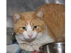 Cheese Curds, Domestic Shorthair For Adoption In Marietta, Ohio