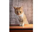 Buttercup, Domestic Shorthair For Adoption In Evergreen, Colorado