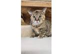 Gemma, Domestic Shorthair For Adoption In Sawyer, North Dakota