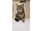 Chalky, Domestic Shorthair For Adoption In Sawyer, North Dakota