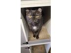 Rena, British Shorthair For Adoption In Sawyer, North Dakota