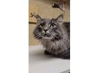 Kilua, Domestic Longhair For Adoption In Sawyer, North Dakota