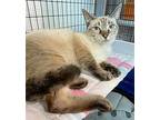 Sheegwa, Siamese For Adoption In Lighthouse Point, Florida