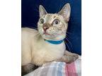 Sagwa, Siamese For Adoption In Lighthouse Point, Florida